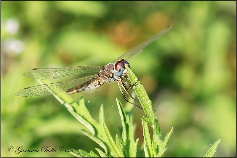 Libellula  (Marina): Selysiothemis nigra